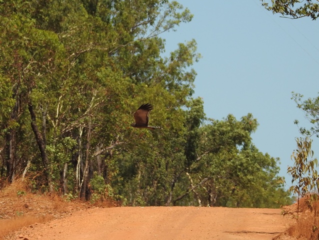Spotted Harrier crossing the Marrakai track